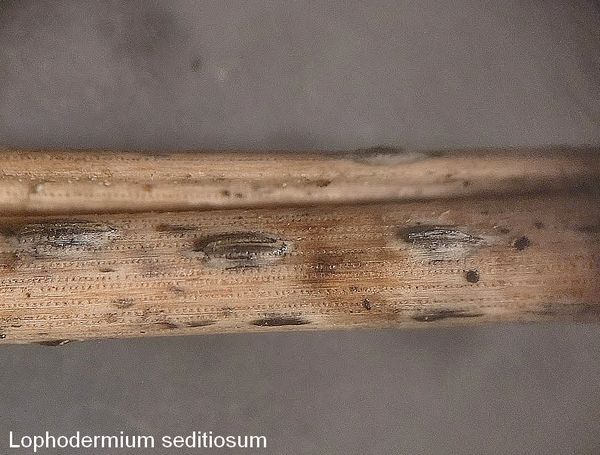  lophodermium seditiosum
